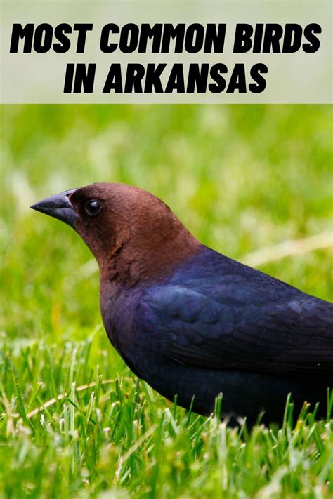 6 Common Birds In Arkansas With Pictures