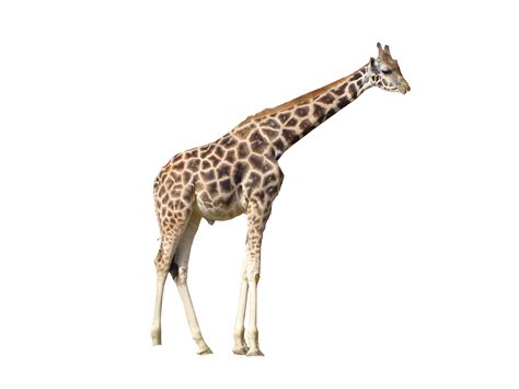 Giraffe Png Transparent Image Download Size 3072x2304px