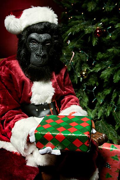 Christmas Monkey Stock Photos Pictures And Royalty Free Images Istock