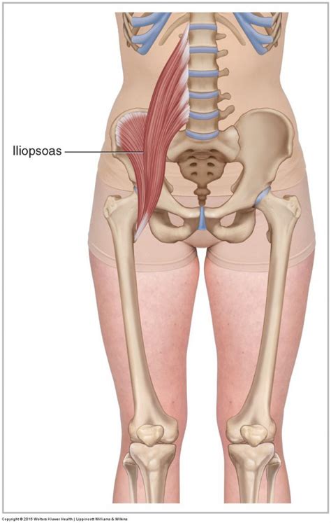 Iliopsoas Learn Muscles