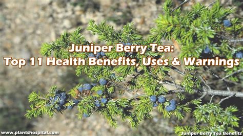Juniper Berry Tea Top 11 Health Benefits Uses And Warnings Youtube