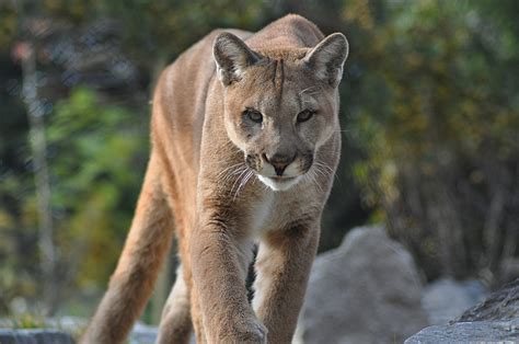 Cougar Cincinnati Zoo And Botanical Garden