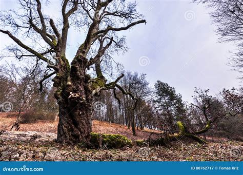 Big Old Tree In Autumn Stock Image Image Of Moravian 80762717
