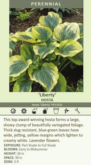 Hosta Liberty Perennial Plant Sale Bloomin Designs Nursery