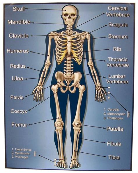 Major Bones In The Human Body Diagram Of Human Organs D And Skeleton