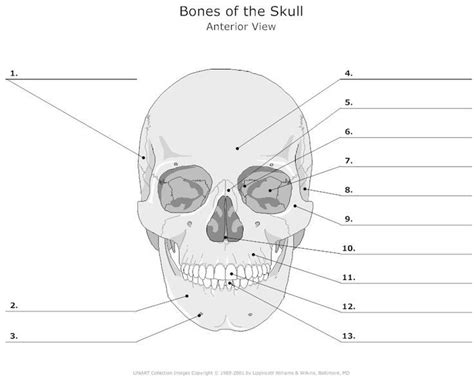 Skull Facial Bones Worksheet Cycle 3 Science Classical