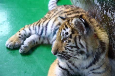 Tiger Cub Stock Photos Pictures And Royalty Free Images