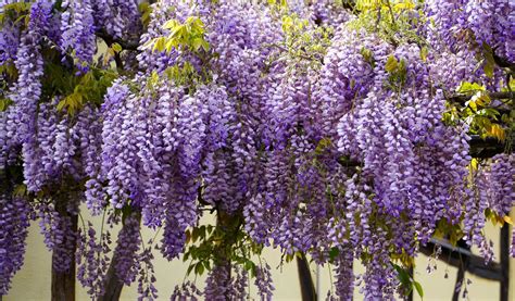 How To Go About Growing Wisteria In Your Garden Pansy Maiden