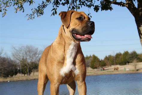Servicing all your apparel needs. Bulldog Breeds | BaggyBulldogs