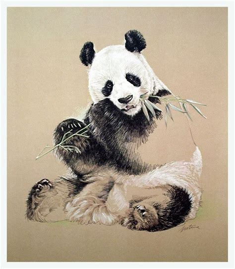 The 25 Best Panda Drawing Ideas On Pinterest Panda Drawing Easy