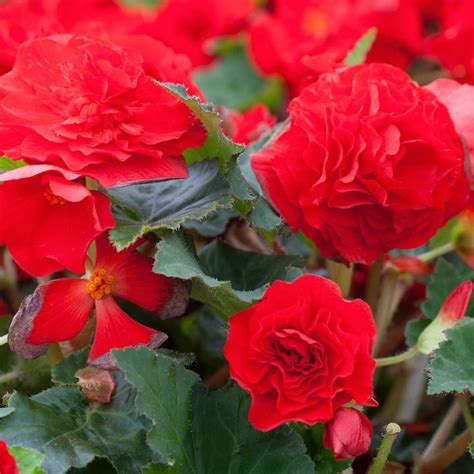 tuberous begonia better homes and gardens