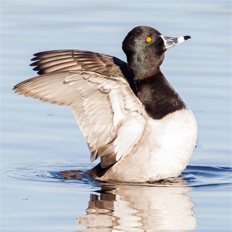 Ring Necked Duck California Ricelands Waterbird Foundation