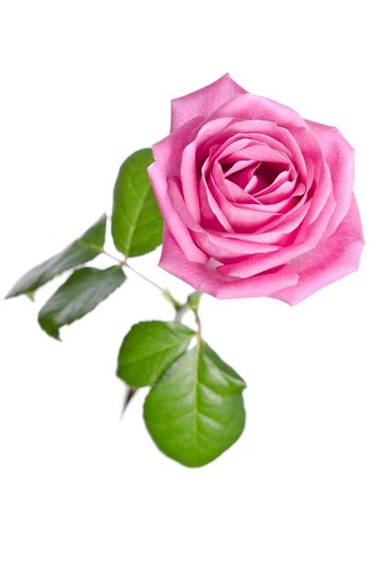 Premium Photo Beautiful Single Pink Rose
