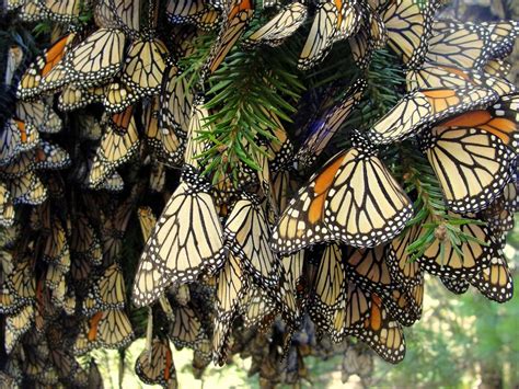 In A Study Comparing Physical Traits Of Female And Male Monarchs