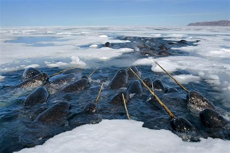 For Ice Loving Narwhals A Melting Arctic Presents