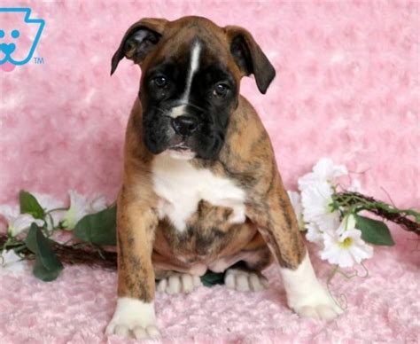 Boxer Puppies For Sale Puppy Adoption Keystone Puppies