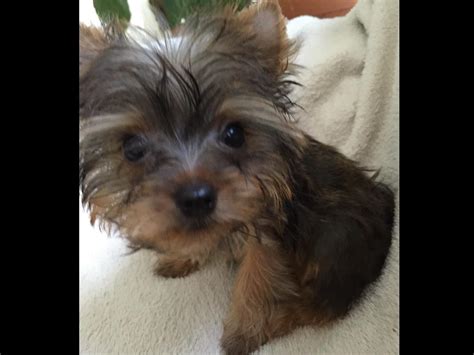 Pocket Yorkies Yorkshire Terrier Puppies For Sale