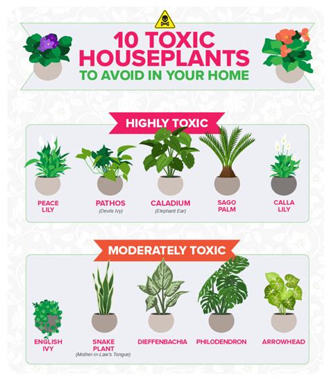 Do You Have These Toxic Houseplants In Your Home Bn1 Magazine