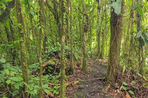 Path In Lush Rainforest Stock Image Image Of Adventure 55987429