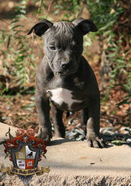 #The Bully Markets OG Kush (Homie... | Pitbull puppies, Pup, Pitbulls