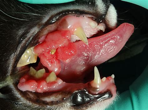 Oral carcinomas have been reported in the oropharynx, mandibular fauces. Oral Cancer Patient 2 - Atlanta Veterinary Dentistry