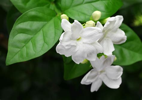 Symbolism Of Sampaguita Flower Best Flower Site