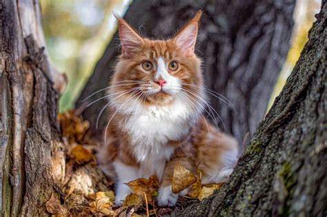 Welcome to the cat fanciers association maine coon cat breed council website! Red Maine Coon