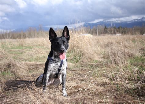 Img2472 Pacific Northwest Cattle Dog Rescue