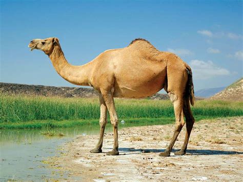 The camel has adaptive traits that helps it survive in its dry environment 1. Do Camels Store Water in Their Humps? | Britannica