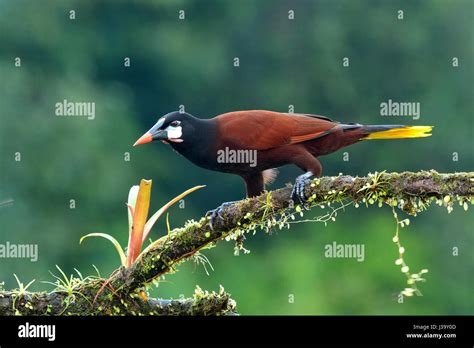 Fauna De Costa Ricas Fotograf As E Im Genes De Alta Resoluci N Alamy