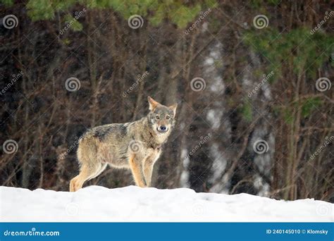 The Grey Wolf Or Gray Wolf Canis Lupus Emerges From The Forest In Heavy