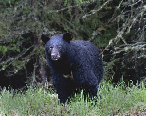 Hungry Black Bear Photograph By Mike Eckersley Fine Art America