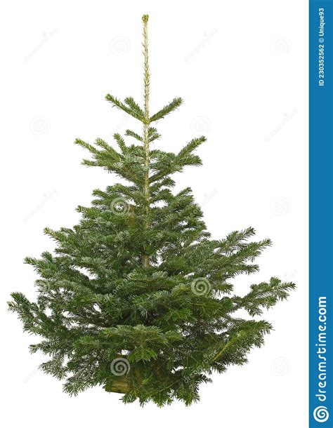 Nordmann Christmas Tree Isolated On White Background Stock Photo