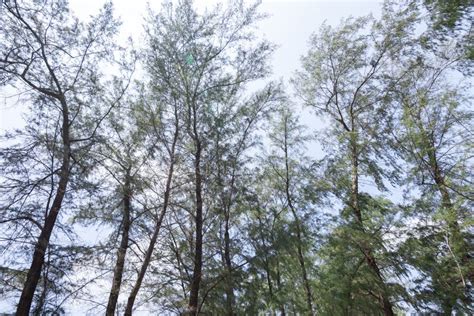 Low Angle View Of Pine Tree Forest With Green Leaves Stock Image