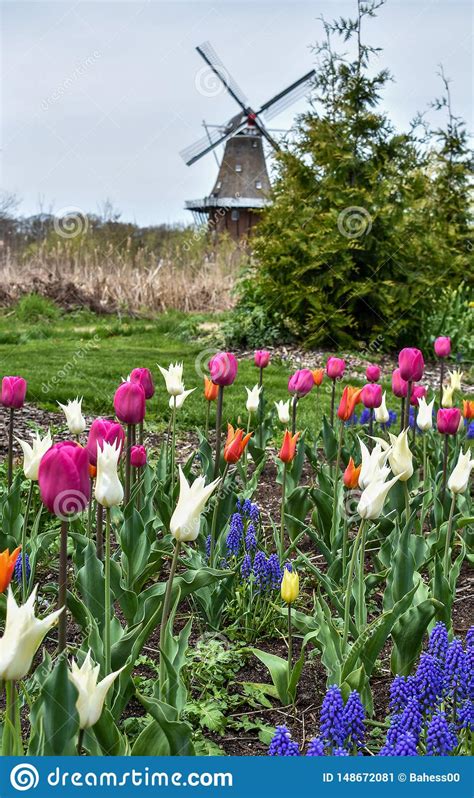 Spring Flowers And Tulips With A Windmill In The Background Stock Image