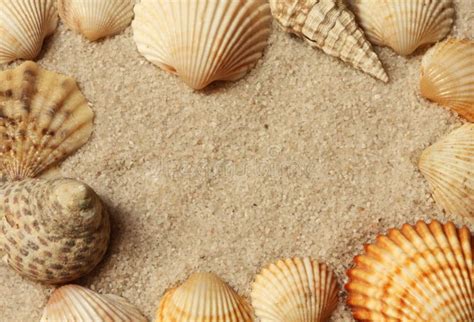 Shell And Sand Frame Border Stock Photo Image Of Decorative Conch