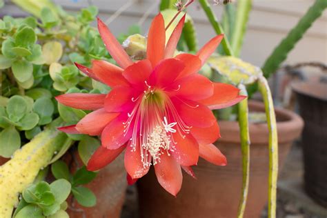 Epiphyllum Species Id Tropical Looking Plants Other Than Palms