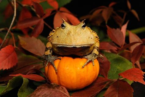 One Scary Halloween Frog Scientific American