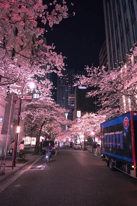 Cherry Blossom Trees At Night Japonya Seyahat Tokyo Japonya Seyahat