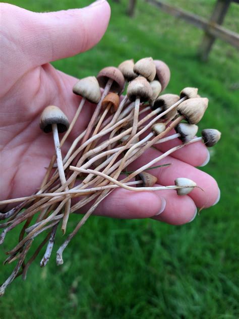 Are These Magic Mushrooms Discovered In Monart Ireland Rpsilocybin