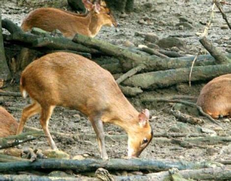 taiwan animals - Google Search | Animals, Animals of the world, Deer