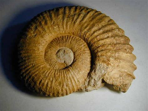 Massive Procheloniceras Ammonite Fossil