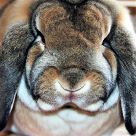 English Lop Rabbit A Delightful Companion For Pet Lovers