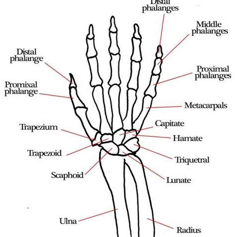 The next part of our human body series is learning about the bones, joints and muscles. Bones bones u google images wrist joint anatomybones movements ligaments tendons wrist Carpal ...