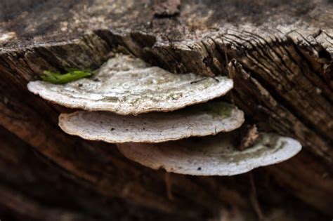 Fungus On Tree Stump Copped Hall Essex © Christine Matthews Cc By Sa
