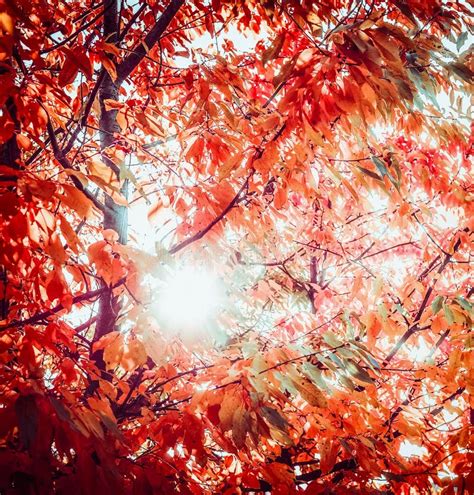 Red Autumn Foliage With Sun Backlight Fall Trees Leaves In Garden Or