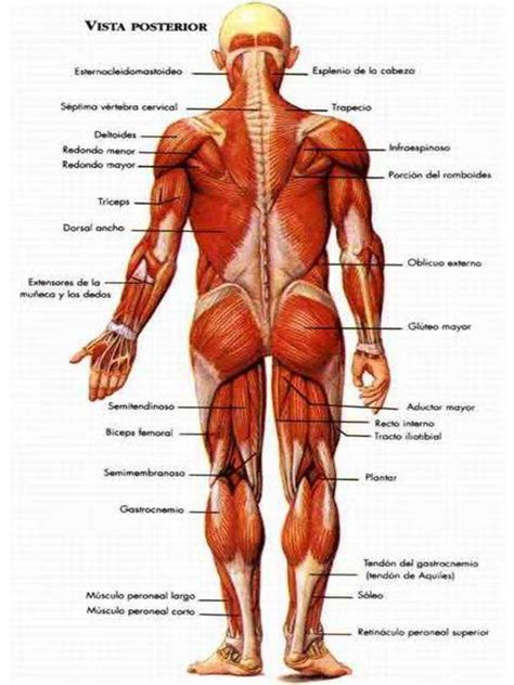 Musculos Anterior Y Posterior