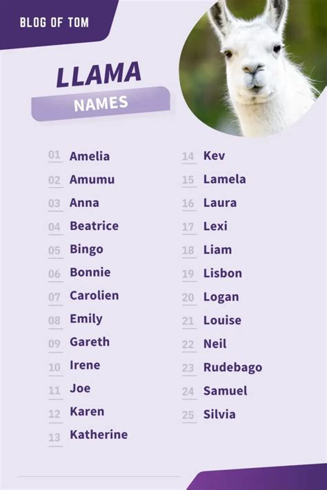 249 Llama Names Funny Good And Cute Naming Ideas