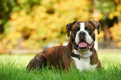 Male Boxer Dog Names Perfect For Your Boy Boxer