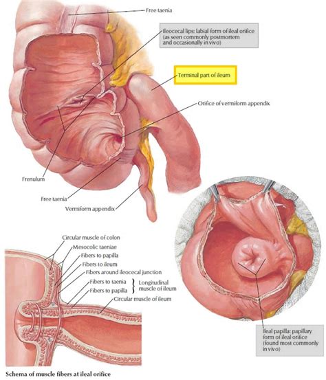 Cecum Anatomy Cecum Location Cecum Function Cancer Inflammation